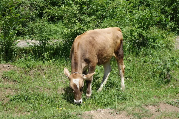 緑のフィールドに牛の放牧 横紋筋症 — ストック写真