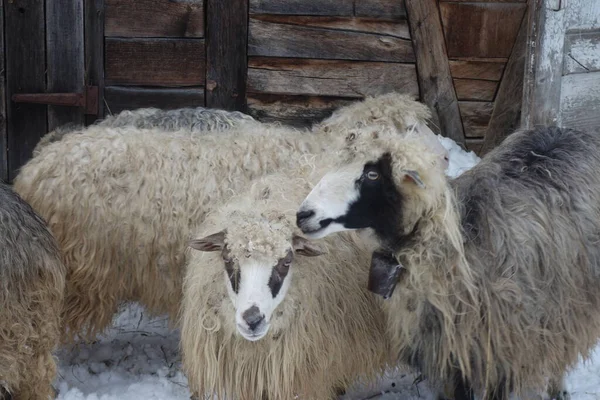 Juh Télen Pajta Közelében Kárpátalja — Stock Fotó