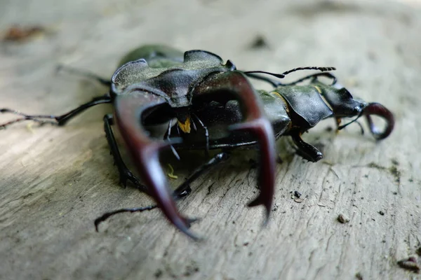 ヨーロッパのカブトムシ トランスカルパチア クローズアップ — ストック写真