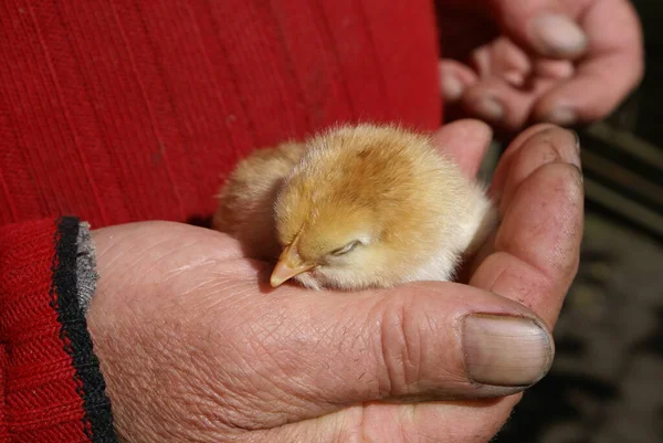 Pollo Pequeño Manos Humanas —  Fotos de Stock