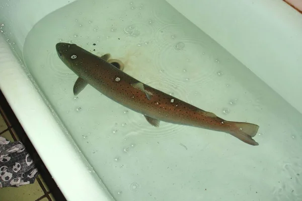 Rainbow Trout Close View — Stock Photo, Image