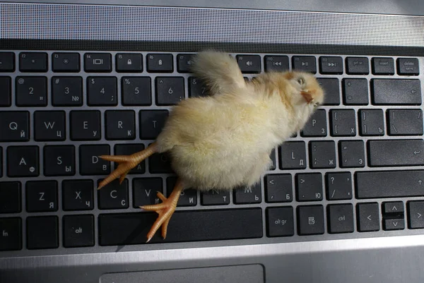 Pollo Pequeño Pone Teclado — Foto de Stock