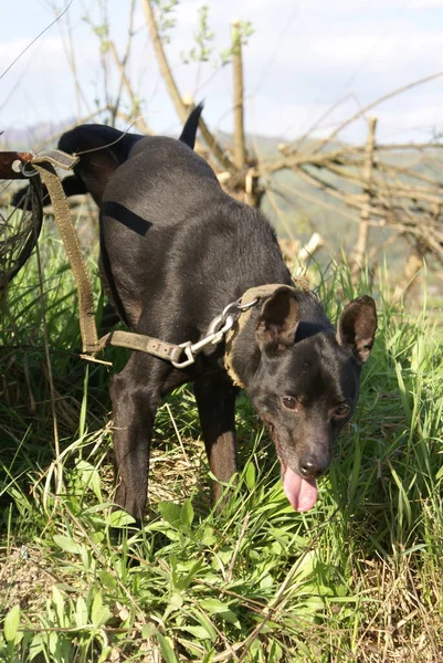 Cão Preto Vista Perto — Fotografia de Stock