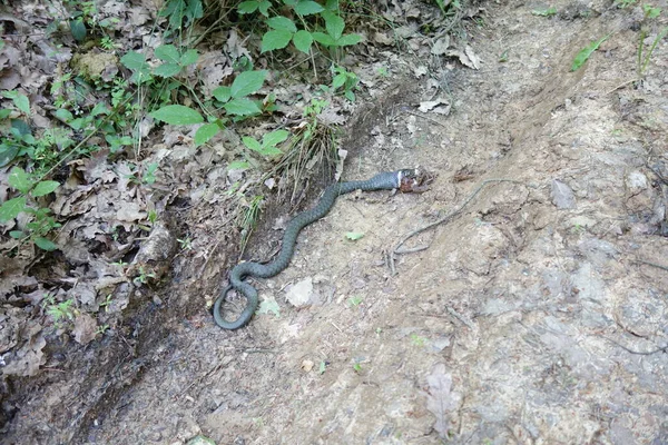 Die Schlange Natrix Natrix Fing Einen Frosch Transkarpatien — Stockfoto