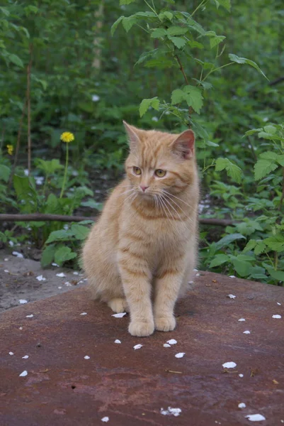 Nahaufnahme Der Niedlichen Rothaarigen Katze — Stockfoto