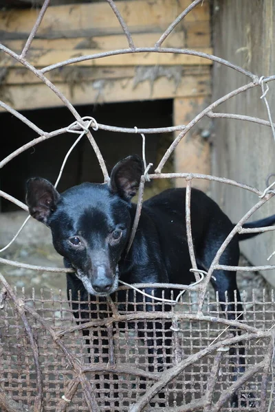 Perro Jaula — Foto de Stock