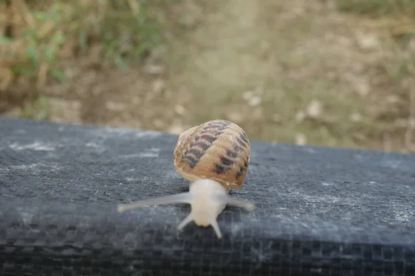 Kleine Slak Slakkenboerderij Transcarpathie — Stockfoto