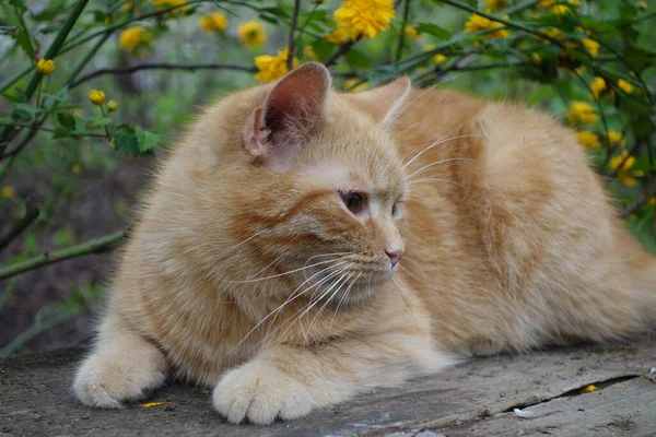 Närbild Söt Rödhårig Katt — Stockfoto