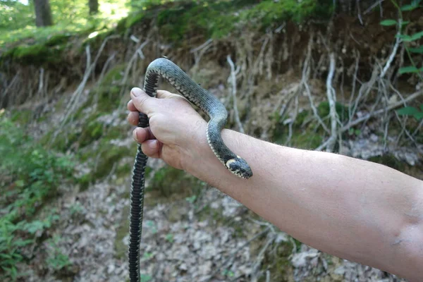 Змія Natrix Natrix Чоловік Тримає Змію Натрікс Натрікс Руці Закарпаття — стокове фото