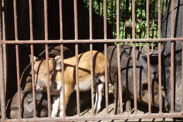 Pigs Iron Cage — Stock Photo, Image