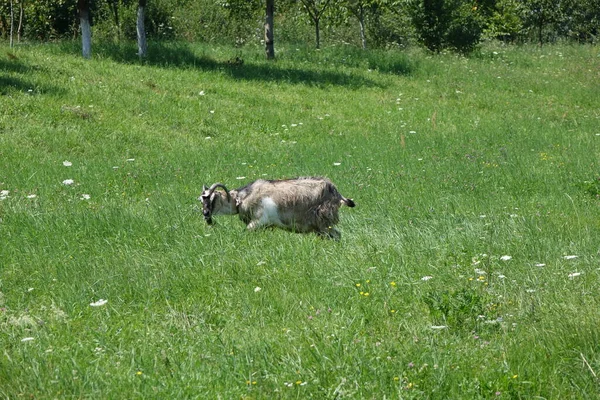 Geten Betar Gräset Transkarpati — Stockfoto