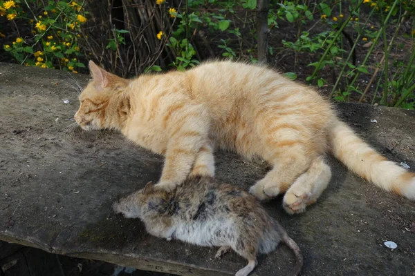 Cat Caught Rat — Stock Photo, Image