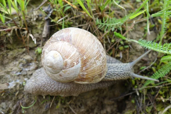 Schnecke Garten Auf Dem Gras — Stockfoto