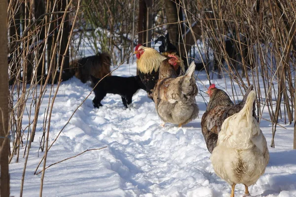 Granja Pollo Granja Pollo Aldea Montaña Estable Con Montón Gallina — Foto de Stock