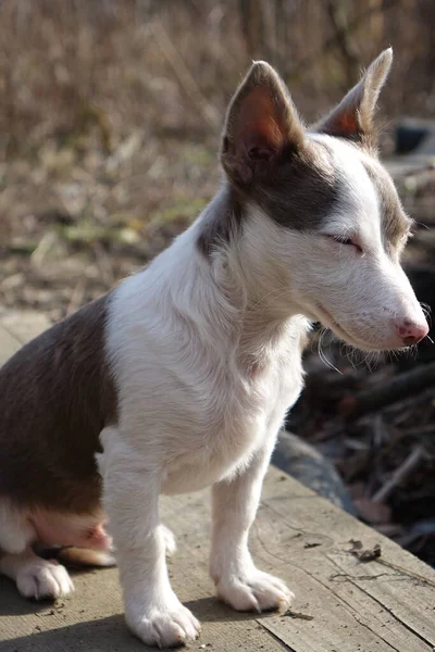 Retrato Perro — Foto de Stock