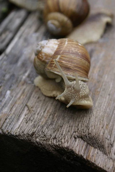 Colonie Escargots — Photo