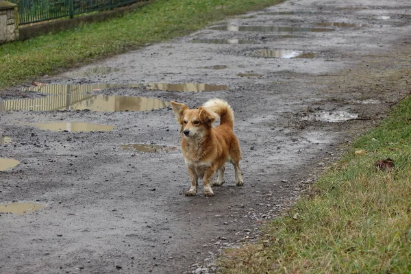 Alter Hund Schnee Nahaufnahme — Stockfoto