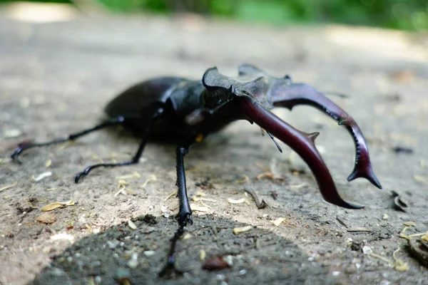 European Beetle Transcarpathia Close View — Stock Photo, Image