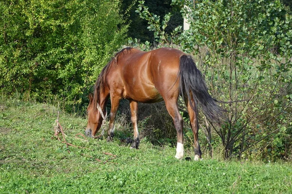 Cavalli Dei Carpazi Montagne Dei Carpazi Transcarpatia — Foto Stock