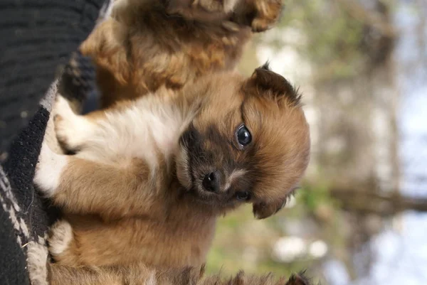 Küçük Köpekler Yakın Görüş — Stok fotoğraf