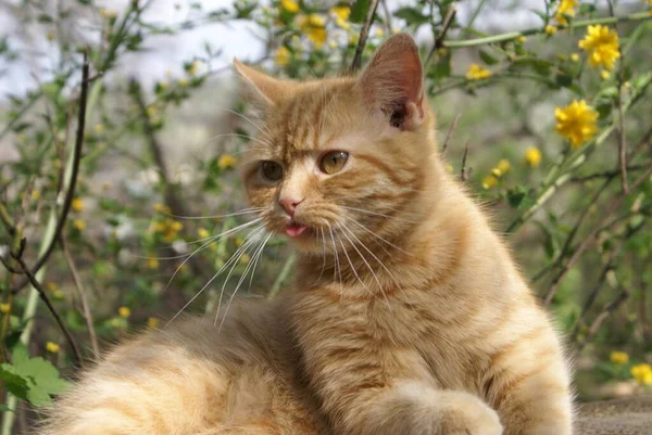 Närbild Söt Rödhårig Katt — Stockfoto