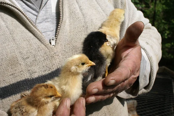 Frango Pequeno Mãos Humanas — Fotografia de Stock