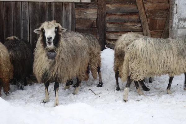 Juh Télen Pajta Közelében Kárpátalja — Stock Fotó