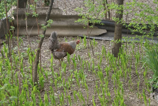 Kurczak Spacerujący Podwórku — Zdjęcie stockowe