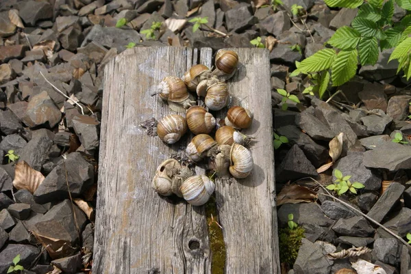 Kolonia Ślimaków — Zdjęcie stockowe