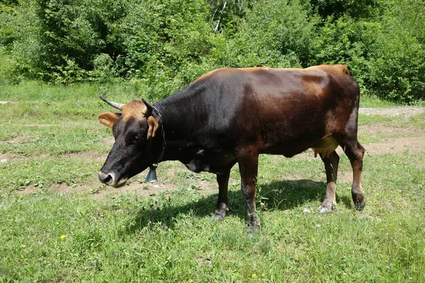 Корова Випасується Зеленому Полі Закарпатті — стокове фото