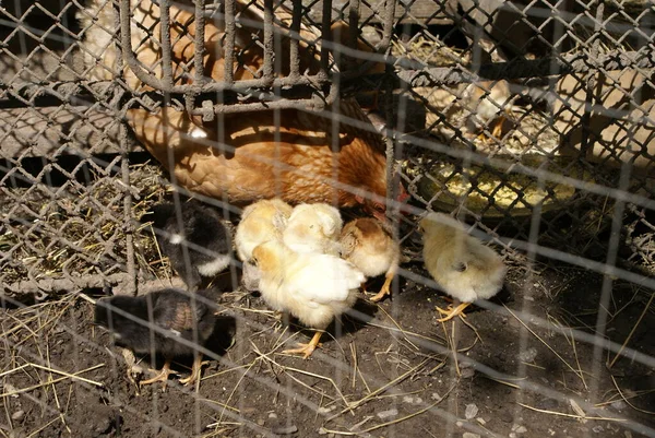 Poulets Dans Une Cage — Photo