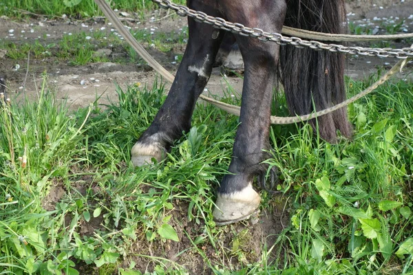 Cavallo Hutsul Vista Vicino — Foto Stock