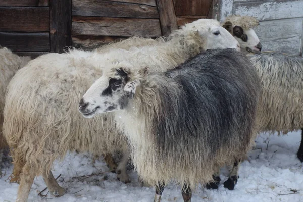 冬天在谷仓附近的羊 心绞痛 — 图库照片