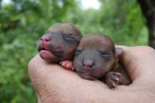 Kleine Hunde Nahsicht — Stockfoto