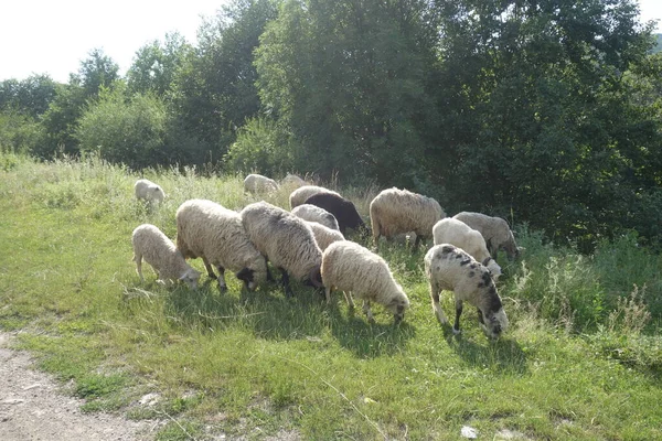 Las Ovejas Pastan Hierba Transcarpatia — Foto de Stock