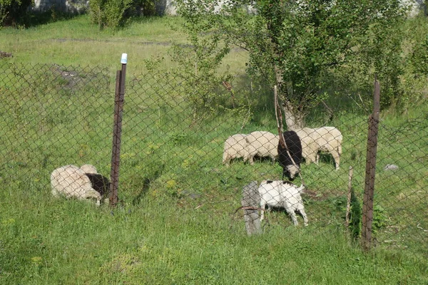 Owce Pasą Trawę Zakarpactwo — Zdjęcie stockowe