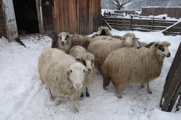 Sheep in the winter near the barn. Transcarpathia