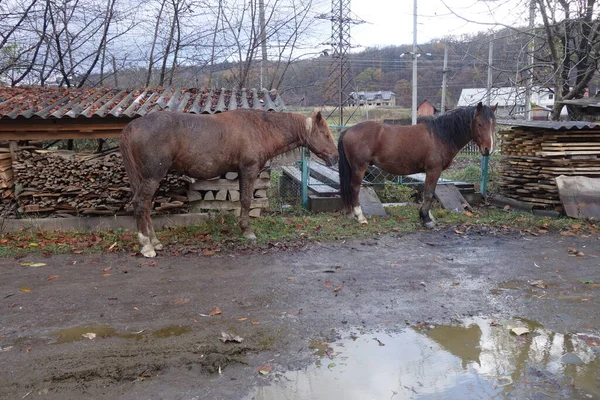 Hutsul Häst Känd Som Gutsulik Eller Gutsul Rock Inhemska Hästar — Stockfoto