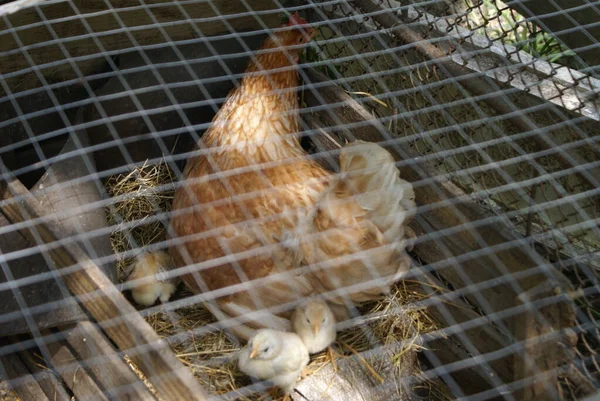 Kurczak Kurczakami Klatce — Zdjęcie stockowe