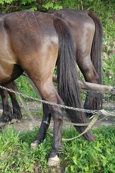 Hutsul Horse Close View — Stock Photo, Image