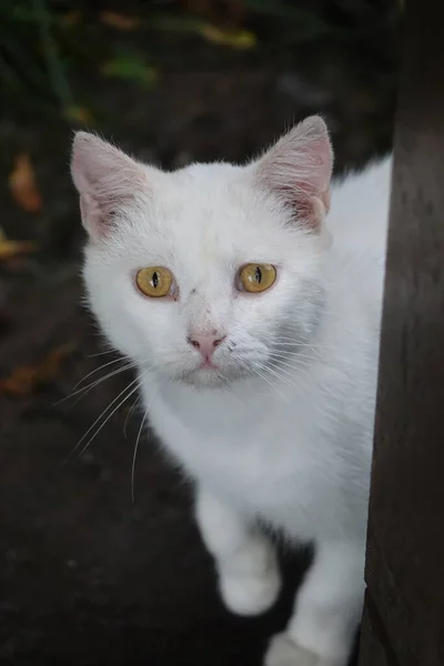 Білий Кіт Саду — стокове фото