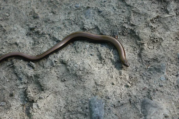 Lagarto Chão — Fotografia de Stock