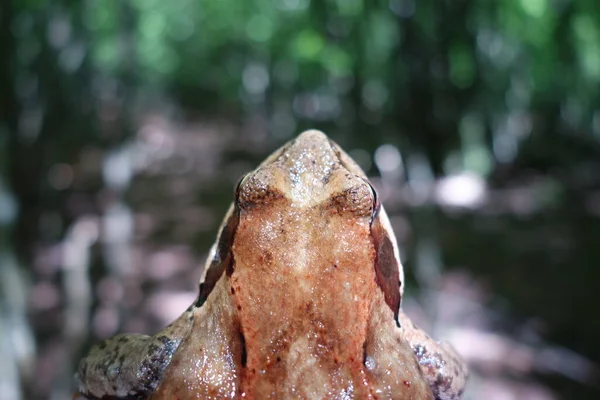 Pad Close Zicht — Stockfoto