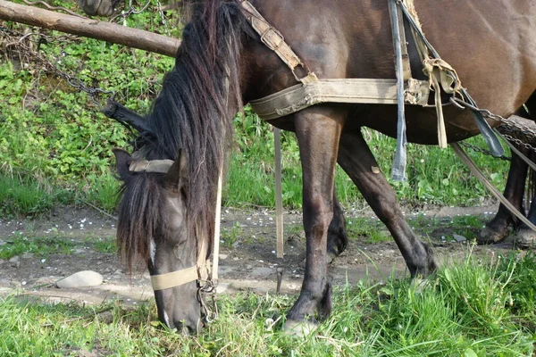 Hutsul Horse Close View — 图库照片