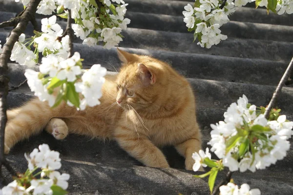 Vue Rapprochée Mignon Chat Roux — Photo