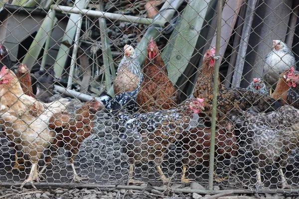 Poulets Coqs Promenant Dans Cour — Photo