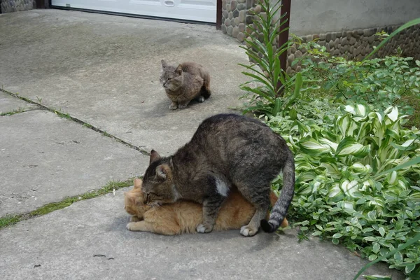 Dva Milující Kočky — Stock fotografie