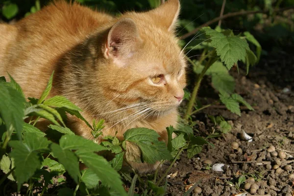 Katt Gräset — Stockfoto