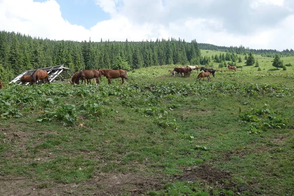 Tapas Los Cárpatos Ucrania Pastoreo Caballos Salvajes Temporada Primavera Recuperarse —  Fotos de Stock