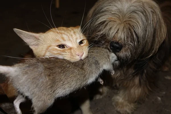 Een Kat Ving Een Rat Close Uitzicht — Stockfoto